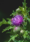 Mariendistel